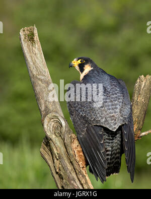 Le faucon pèlerin s'exhibe son superbe plumage. Cet oiseau est le plus rapide sur la planète. Banque D'Images