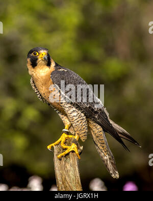 Le faucon pèlerin s'exhibe son superbe plumage. Cet oiseau est le plus rapide sur la planète. Banque D'Images