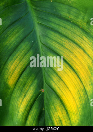 La texture des feuilles, tissu de fond. Motifs de feuilles qui se produit naturel. Résumé motif de feuilles vert Banque D'Images