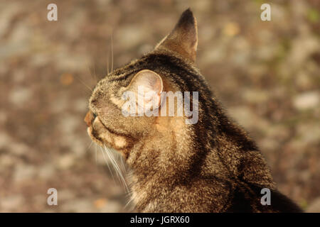 Close up vue arrière d'un femelle tabby cats isolés à l'extérieur de la tête Banque D'Images