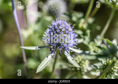 Fleurs de chardon fleur en jardin, l'été, journée ensoleillée, Szczecin. Banque D'Images