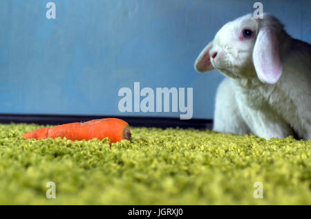 Accueil blanc lapin assis sur le plancher de la faim et à la carotte à l'orange Banque D'Images