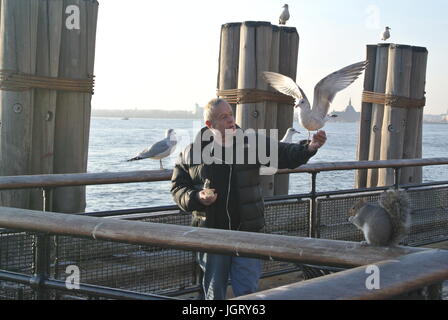 Un homme plus âgé, nourrir les mouettes à Battery Park New York. Il watchedby est un écureuil. Banque D'Images