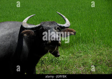 Buffalo standing dans un champ de graminées, champ de riz background Banque D'Images