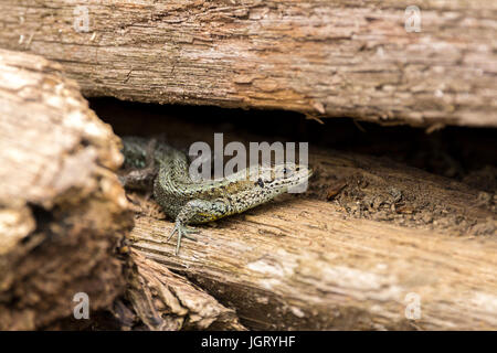 Commune de lézard (Lacerta vivipara) soleil dans une pile de vieux bois au London Wetland Centre. Gris brun verdâtre avec des taches le long de corps Banque D'Images