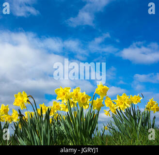 Jonquilles contre ciel bleu. Banque D'Images