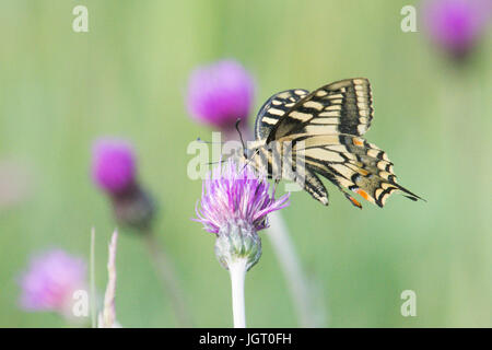 Papillon machaon Papilio machaon, britannicus. Norfolk Broads, UK. De juin. Banque D'Images