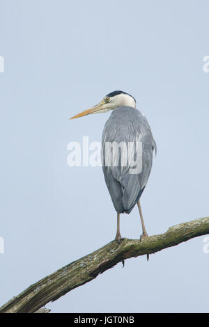 Héron cendré Ardea cinerea, perché sur la branche d'un arbre, Norfolk Broads, juin. Banque D'Images