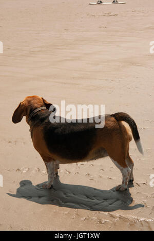 Saint Peter Ording Plage Kite Surf Worldcup 2010. Banque D'Images