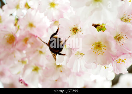 Close up d'un bourdon (Bombus terrestris) la collecte du pollen de fleurs de cerisier rose Banque D'Images