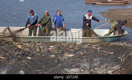 Filet de pêche pêcheurs tirant rempli de poissons. Banque D'Images