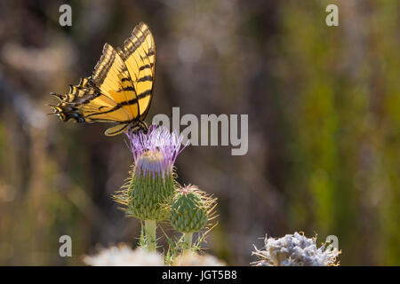 Deux-tailed swallowtail butterfly se nourrissant de Nouveau Mexique thistle. Albuquerque, Nouveau Mexique Banque D'Images