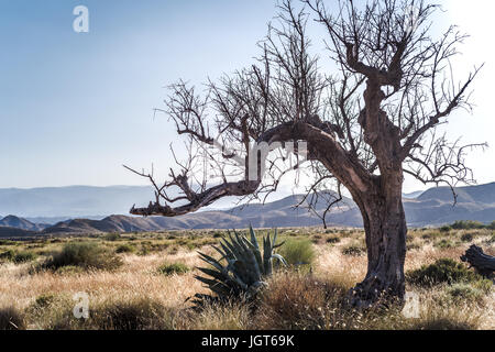 Des paysages merveilleux dans le désert de Tabernas, Andalousie, Espagne Banque D'Images