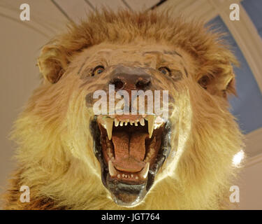 Close up of male lions head avec mâchoires pour ouvrir la bouche et de la langue des dents grincement de la part Banque D'Images