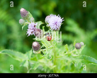 Une coccinelle et voler sur un chardon Plant Close Up (Coccinella 7-punctata) ; Royaume-Uni ; Essex Banque D'Images