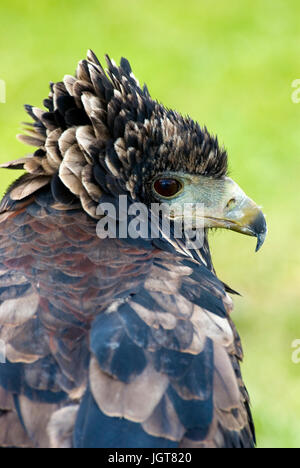 Aigle Bateleur immature Banque D'Images