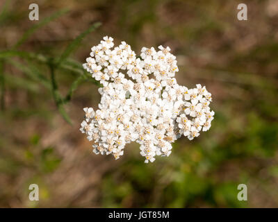 Des boutons de fleurs d'achillée blanche grandissant ; isolé ; Essex UK Banque D'Images