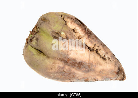 / De la betterave à sucre (Beta vulgaris ssp. vulgaris var. altissima) | Zuckerruebe Banque D'Images