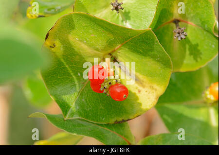 Chèvrefeuille italien, en Rhénanie du Nord-Westphalie, Allemagne / (lonicera caprifolium) / Perfoliate, chèvrefeuille Chèvrefeuille Nain, Woodbine Italien Banque D'Images