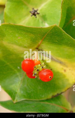 Chèvrefeuille italien, en Rhénanie du Nord-Westphalie, Allemagne / (lonicera caprifolium) / Perfoliate, chèvrefeuille Chèvrefeuille Nain, Woodbine Italien Banque D'Images