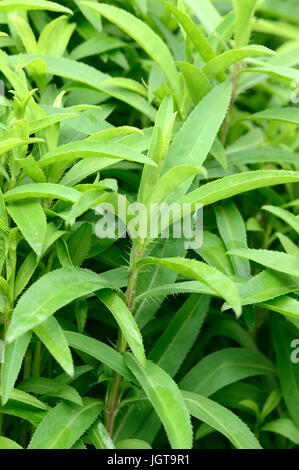 Estragon mexicain / (Tagetes lucida) / Mexique Marigold, Doux souci, Cloudherb, Texas, estragon, menthe mexicaine Marigold Sweetscented Marigold Banque D'Images