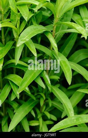 Estragon mexicain / (Tagetes lucida) / Mexique Marigold, Doux souci, Cloudherb, Texas, estragon, menthe mexicaine Marigold Sweetscented Marigold Banque D'Images