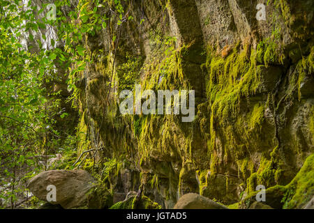 Jardin de mousse, Carnarvon Gorge, Queensland, Australie Banque D'Images