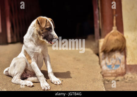 Jeune chiot mignon chien assis sur le béton à l'extérieur de porte sur une journée ensoleillée avec la langue. Banque D'Images