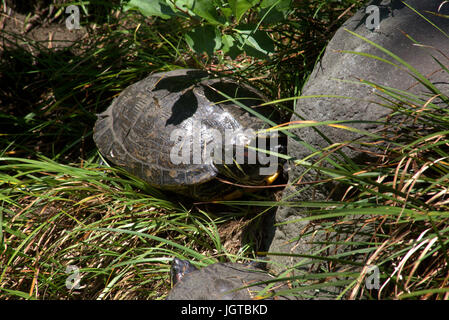 Une tortue à oreilles rouges repose sur la rive d'un petit étang dans un jardin japonais. Banque D'Images