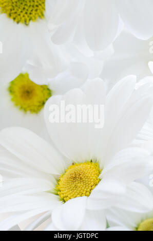 Close up of white, daisy Chrysanthemum en forme de fleurs avec du pollen jaune, remplissage du châssis. Banque D'Images