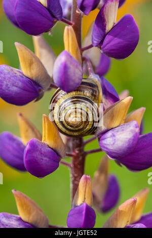 La spirale d'une petite coquille d'escargot perché sur des fleurs colorées dans un jardin dans le parc national de Glenveagh, Irlande. Banque D'Images