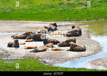 Bison à la Lamar Valley Parc National de Yellowstone. Un petit troupeau de mères avec leurs petits près d'un petit ruisseau. Banque D'Images