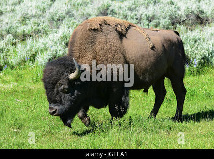 Bison à la Lamar Valley Parc National de Yellowstone. Environ 5 500 dans le Yellowstone, le seul endroit dans les 48 d'avoir gratuitement en permanence-ra Banque D'Images