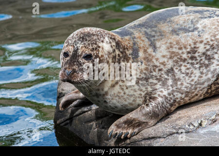 / Du Phoque commun (Phoca vitulina) à la Scottish Sea Life Sanctuary Oban, près de Argyll and Bute, Ecosse, Royaume-Uni Banque D'Images