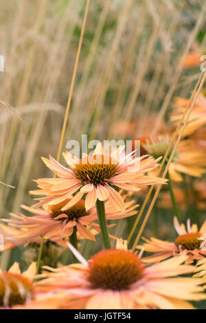 Echinacea 'Big Kahuna'. Coneflowers à côté de Stipa gigantea herbe dans un jardin frontière. UK Banque D'Images