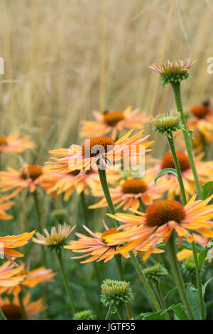 Echinacea 'Big Kahuna'. Coneflowers à côté de Stipa gigantea herbe dans un jardin frontière. UK Banque D'Images