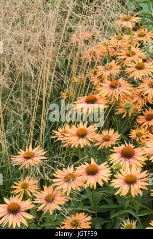 Echinacea 'Big Kahuna'. Coneflowers à côté de Stipa gigantea herbe dans un jardin frontière. UK Banque D'Images