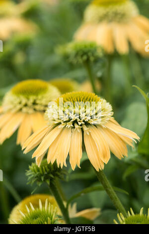 L'échinacée "double boule de crème au citron'. Coneflower fleur double Banque D'Images