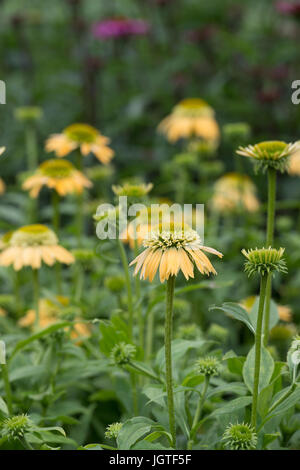 L'échinacée "double boule de crème au citron'. Coneflower fleur double Banque D'Images