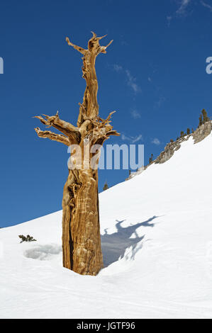 Un vieil arbre de pins morts qui sort d'une pente couverte de neige avec ciel bleu Banque D'Images