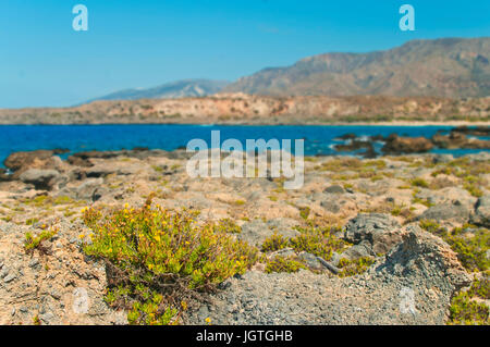 De petites fleurs jaunes qui poussent sur les rochers avec vue sur la mer et les montagnes à l'arrière-plan, plage d'Elafonissi, Crète, Grèce Banque D'Images