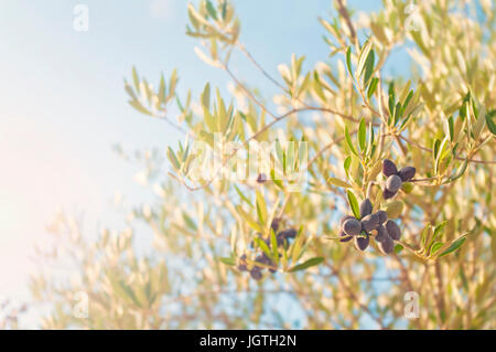 L'image traitée à chaud des olives noirs mûrs suspendu à une branche en arbre dans soleil du soir Banque D'Images