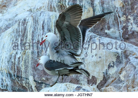 Deux mouettes de Heermann, Larus heermanni, afficher le comportement de cour. Banque D'Images