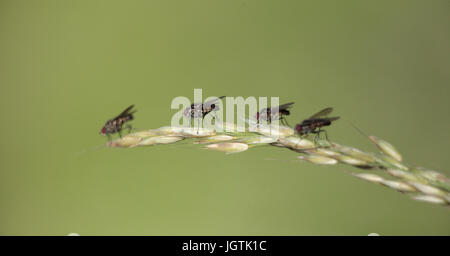 Mouches domestiques Banque D'Images