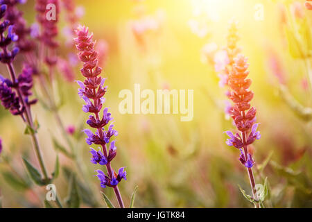 Fleur de Lavande dans le coucher du soleil Banque D'Images