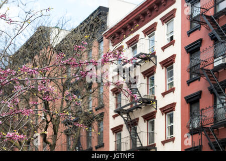 New York City Spring Street scene avec arbres en fleurs colorées et l'arrière-plan de vieux immeubles d'appartements Banque D'Images