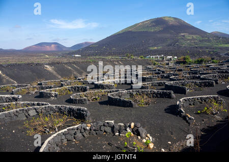 La viticulture, volcanique de murales en pierre de lave et de creux la protection de la vigne, vigne à La Geria, Lanzarote, îles Canaries, Espagne, Europe Banque D'Images