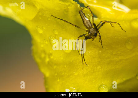 Sur Spider fleur humide Banque D'Images