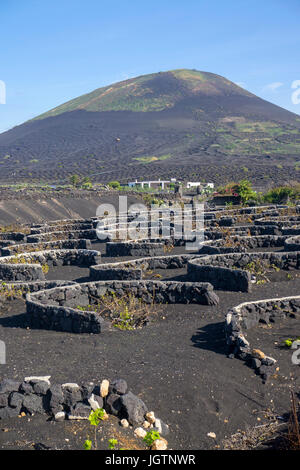 La viticulture, volcanique de murales en pierre de lave et de creux la protection de la vigne, vigne à La Geria, Lanzarote, îles Canaries, Espagne, Europe Banque D'Images