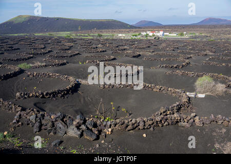 La viticulture, volcanique de murales en pierre de lave et de creux la protection de la vigne, vigne à La Geria, Lanzarote, îles Canaries, Espagne, Europe Banque D'Images